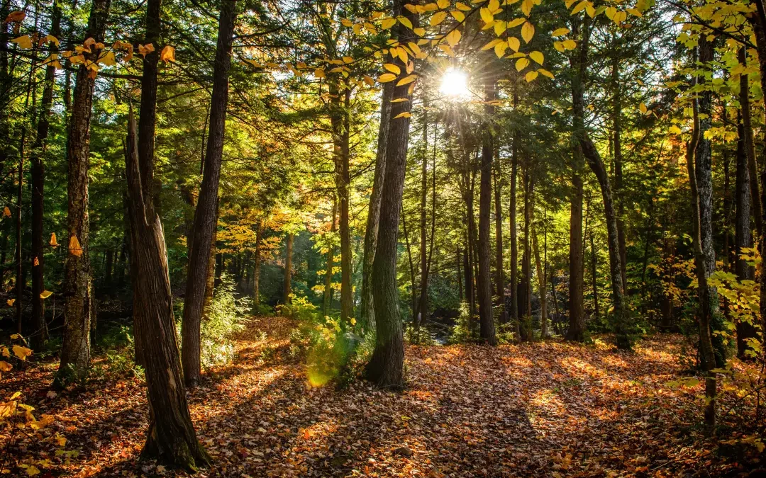 Ekološka zaštita šuma