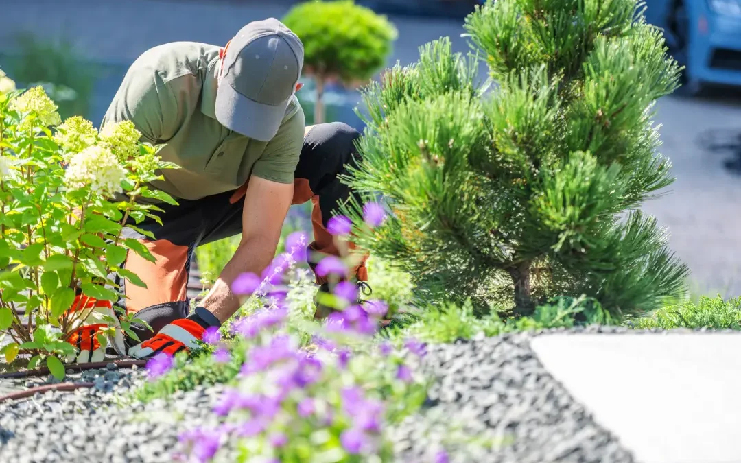 Sadnja ukrasnog bilja, grmlja i drveća