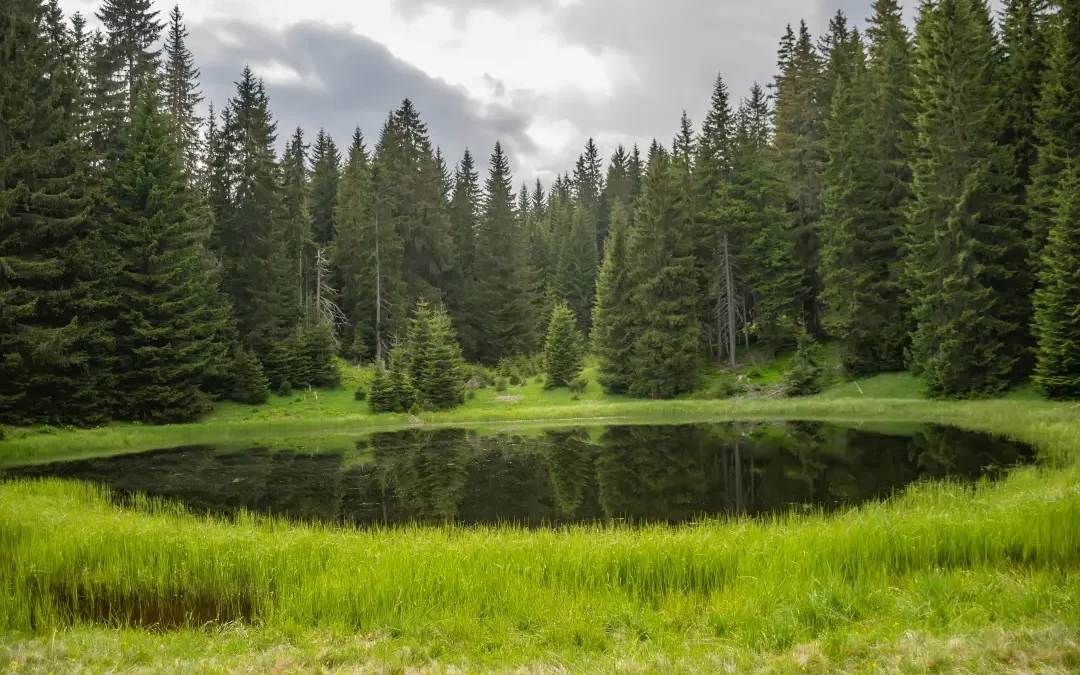 Upravljanje šumama u Republici Hrvatskoj